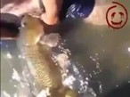 На рыбалке,парень трахнул пойманного судака в ро