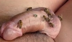 Пчёлы облепили фаллос пчеловода, ведь он намазал его сладким мёдом и подошел вплотную к улью
